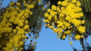 В моей душе Весна! Spring is in my soul...