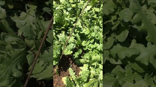 СТАТИЦА (сухоцвет)обзор 4.05.23советы по выращиванию смотреть онлайн