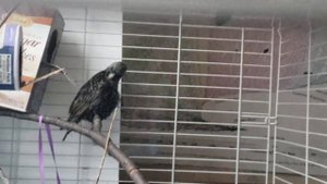 Скворец поёт, клюёт кошку, и осваивает свой временный скворечник из картона.