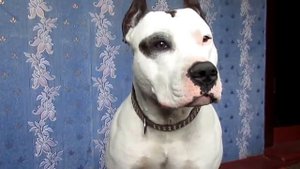 Собака выполняет команду "голос". Команда "голос" за вкусняшку!:)