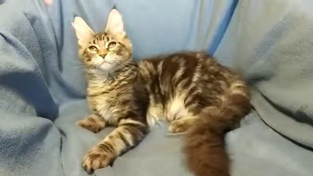 Черный мраморный мальчик котенок Мейн-кун, 4 месяца смотреть онлайн