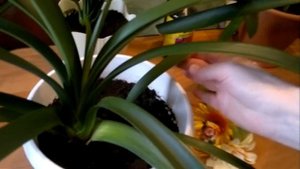 Кливия Clivia Все секреты по уходу, размножению, цветению в домашних условиях.