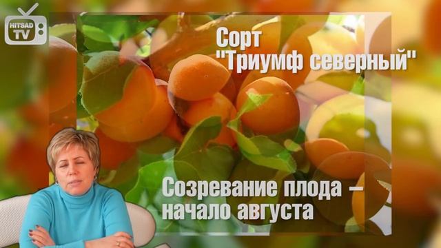 Абрикосы ✅ Обзор лучших сортов❗ смотреть онлайн
