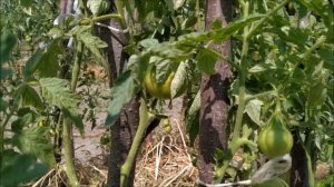 Томат ? Японский ТРЮФЕЛЬ  Золотой от СибСада.