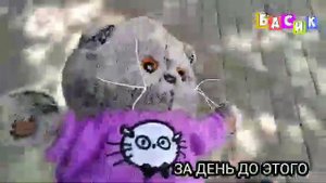 как Басик в самолёте был