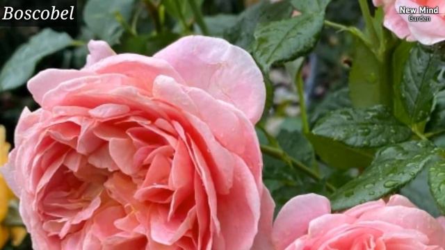 15 Very Beautiful Rose Varieties With Names or IDs  Rose Varieties