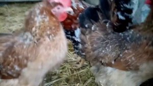 Русская хохлатая порода кур!! Пополнение в семействе!!!