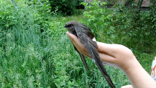 Стрижик Клювик смотреть онлайн