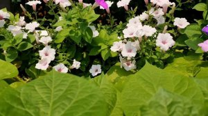 Цветы на балконе. Цветущий балкон.