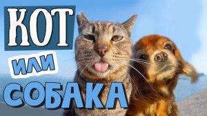 КОТЫ ПРОТИВ СОБАК. Приколы с котами и собаками. Смешные животные