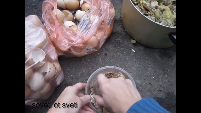 Бюджетное КОРМЛЕНИЕ КУРЕЙ.Чем кормить курей