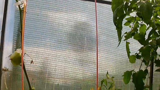 Томат Любимый праздник. Вкусный, но повторять не буду! смотреть онлайн