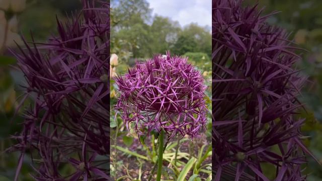 Allium bulbs,beautiful purple flowers 🌸🌿♥️#nature #viral #short