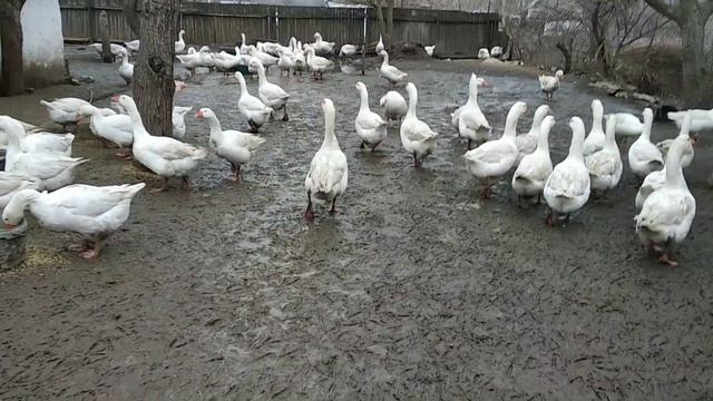 Гуси водоплавающия птица (немножко о квочках гусынь ) смотреть онлайн