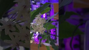 Цветение хойи Локии ( Hoya Lockii)