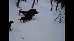 ОХОТА НА КАБАНА С СОБАКАМИ