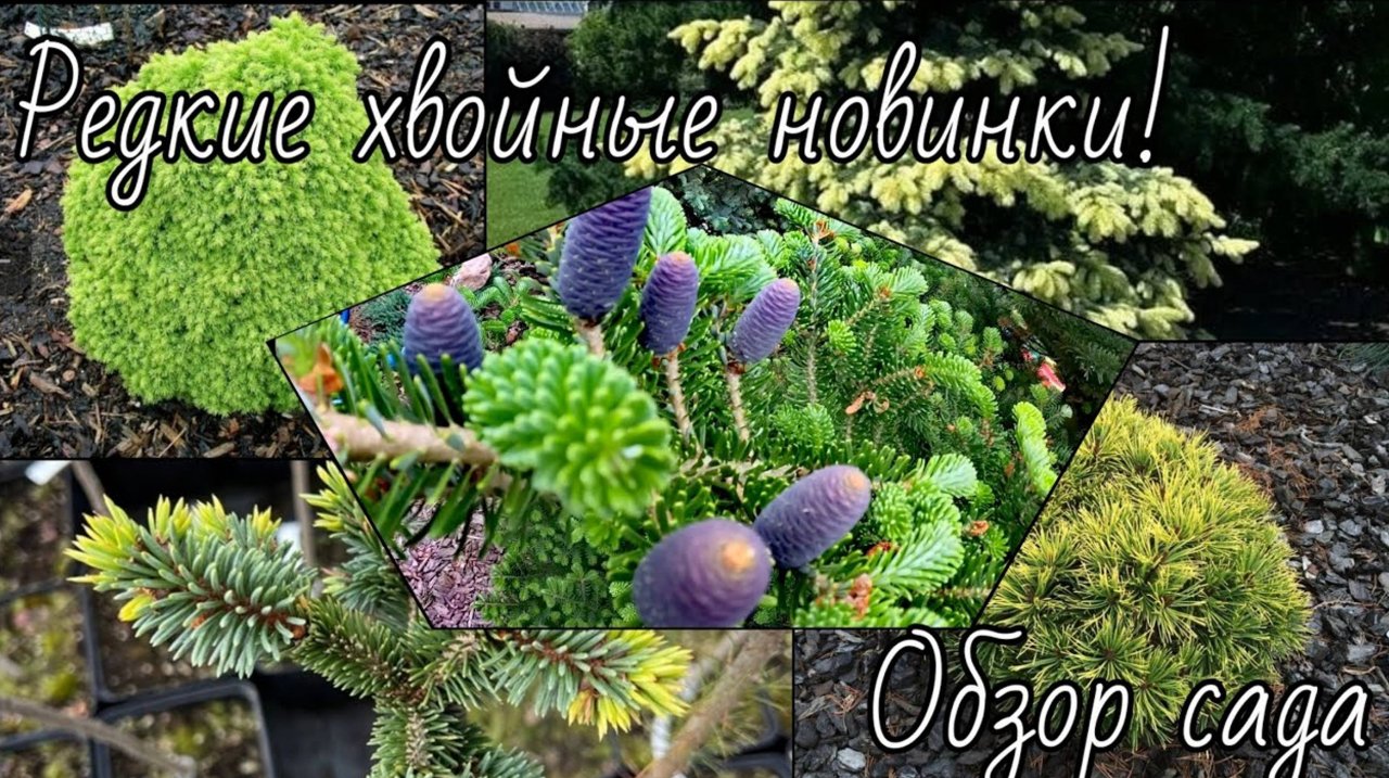 Редкие хвойные новинки!🔥 Обзор хвойного сада 🌲10 июня 2024г
