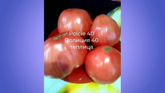 Коллекционные томаты. Обзор 1