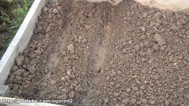 Посев корнеплодов. Брюква, репа, морковка, пастернак, овсяный корень. смотреть онлайн