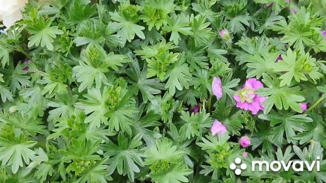 #роза Надя Ренессанс Барбарис Багатель, Атропурпуреа Нана. Спирея Нипонская. Гейхеры. Лилейник. смотреть онлайн