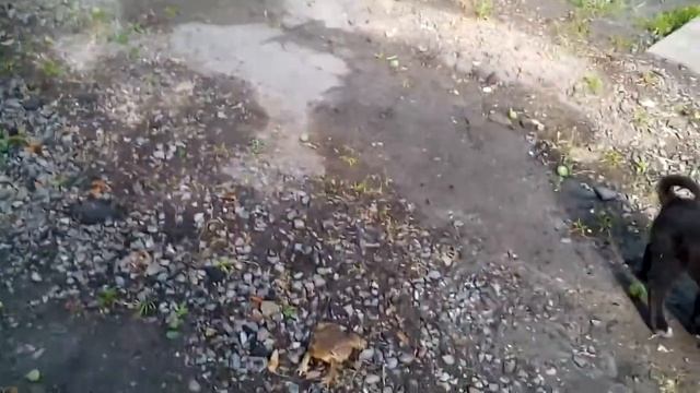Собака жре жабу Wtf?????? Смотреть всем!!!!?!!! смотреть онлайн