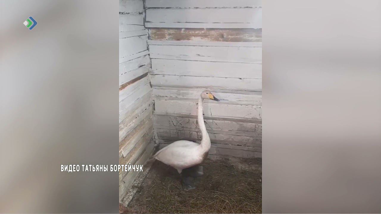 Приютился заповедник получил место сберегли. Поиск птиц. Коми лебедь в цветах флага. Из Набережных Челнов не улетели лебеди.