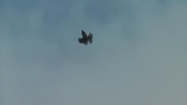 Николаевские торцовые голуби 2016. Nikolaew gołębie смотреть онлайн