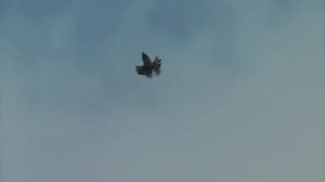 Николаевские торцовые голуби 2016. Nikolaew gołębie