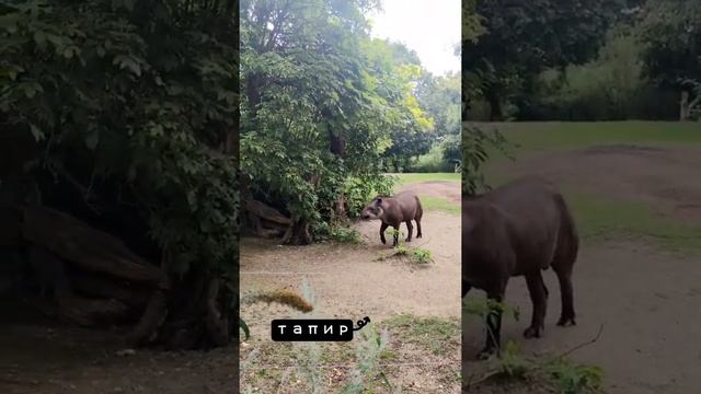 Зоопарк в Вене. Старейший зоопарк в Вене. Территория дворцово-паркового комплекса Шёнбрунн