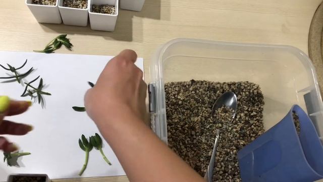 Размножение крассулы капителла бен / Crassula CAPITELLA BEN смотреть онлайн