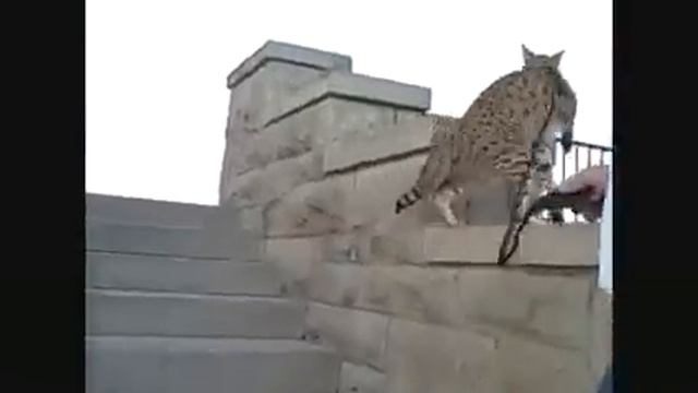 Ашера.