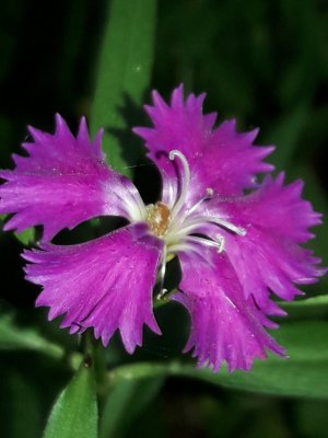 123. Гвоздика Куртуа - Dianthus × courtoisii