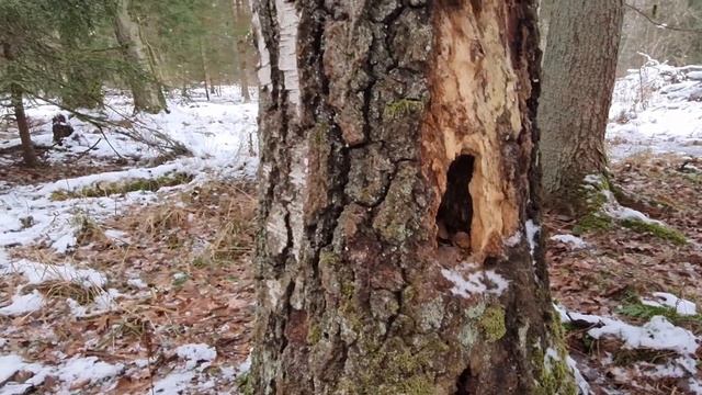 ФЛАММУЛИНА БАРХАТИСТОНОЖКОВАЯ.  зимний сбор грибов. природа хобби.