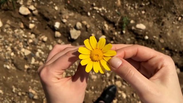 Я тебя никому не отдам смотреть онлайн