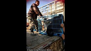 Собака плачет... Узнав причину вы не сможете сдержать слёз...