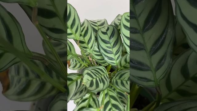 Care tips for Ctenanthe (Calathea) burle-marxii ?  #soltech #shorts