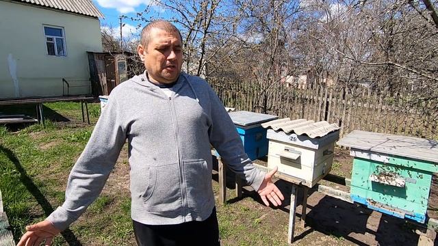 КАРПАТКА-МЕСТНАЯ, УКР.СТЕПНАЯ/ СЕМЬИ ПЧЁЛ НА МОЕЙ ПАСЕКЕ/ ВЕРБНОЕ ВОСКРЕСЕНЬЕ И ПРИМЕТЫ! смотреть онлайн