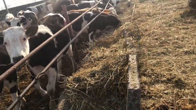 Утренние кормление быков смотреть онлайн