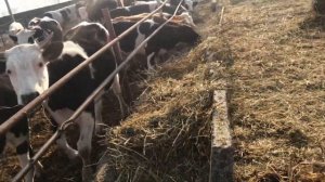 Утренние кормление быков