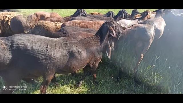 Бараны смотреть онлайн