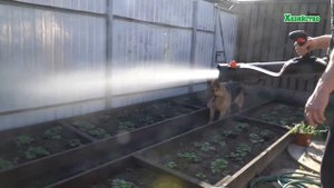 Опрыскиватель STIHL SR 430. Экономим силы и время.