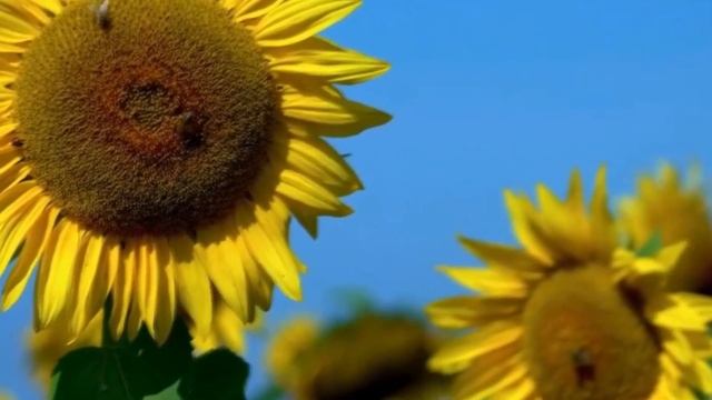 Телевизор LG OLED42C2RLB смотреть онлайн