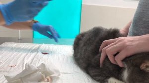 Моя кошка умерла.