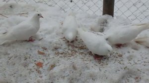 Пермский высоколетный - порода высоколетнных голубей, выведенная голубеводами г Перми в начале ХХ в