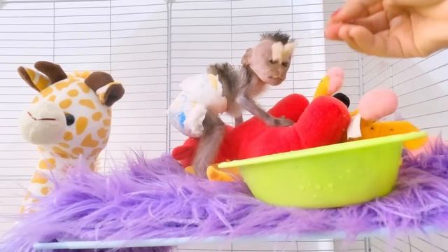 NEWBORN BABY MONKEY DINO MORNING ROUTINES AFTER SURGERY AT THE VETERINARY