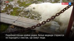 Белый медведь напал на человека в Ямальском районе