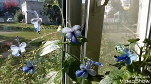 Клеродендрум Угандийский Clerodendrum Ugandense и Дипладения 2017  # домашние цветы# Клеродендрум