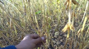 Соя, норма высева семян 300 (24 ц./га) и 400 (23,5 ц./га) тыс.шт./га (31.08.17)