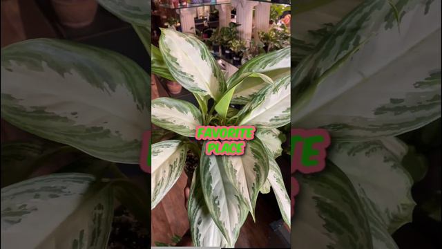 Silver Aglaonema-How To Help Your Aglaonema SHINE!  #daintydanis #houseplants