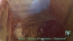 Ослы родила, ура у нас козлята!